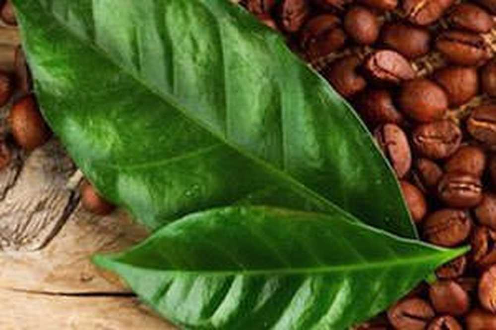 кофейные листья. листья кофе. листья кофейного дерева. листик кофейного дерева. кофейное дерево гравюра.