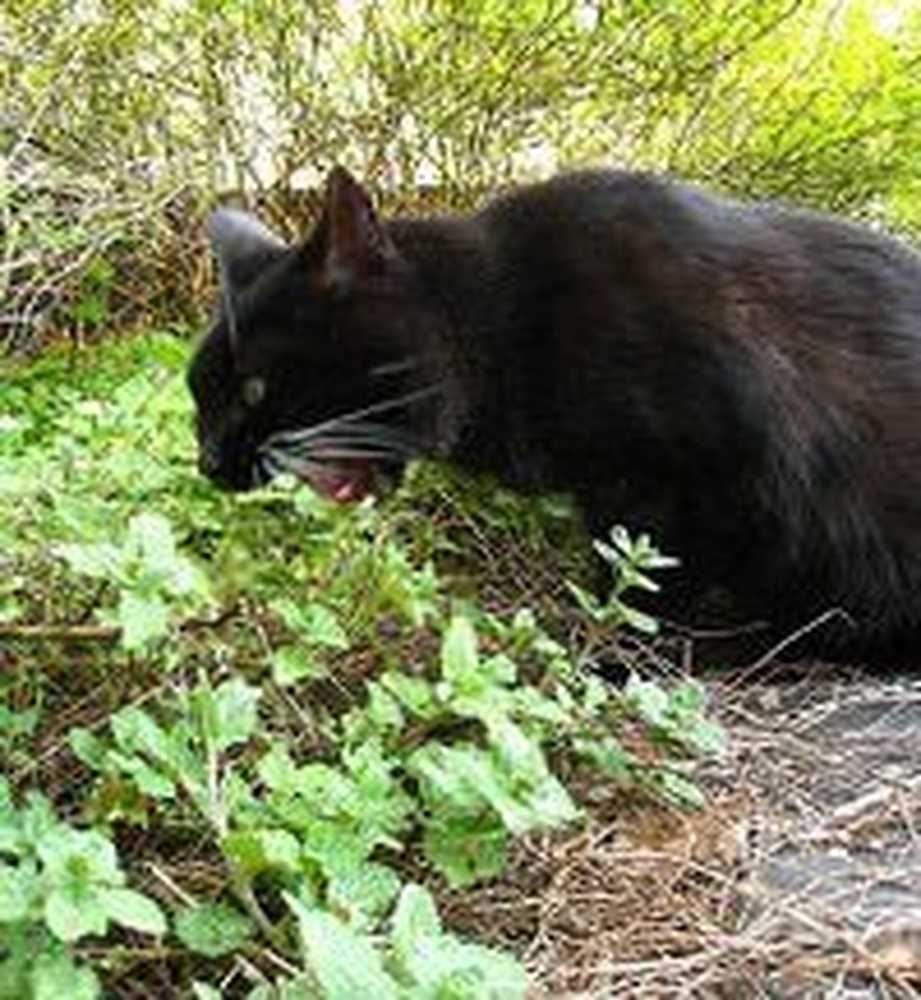 А мы пахнем кошачьей мятой и листвой. Кошачья мята. Трава котовник кошачий. Кот и Кошачья мята. Кошкина мята.