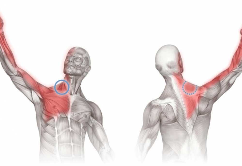 Сильно тянет левый. Лестничные мышцы триггерные точки. Триггерные точки в лестничных мышцах шеи. Синдром лестничной мышцы триггерные точки. Мышцы поднимающие руку.