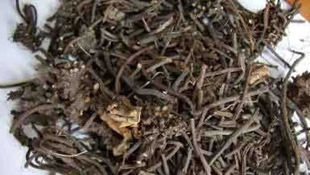 морозник кавказский молотый корень. корень морозника кавказского. гаршинка морозник. морозник кавказский корень. морозника кавказского корневища.