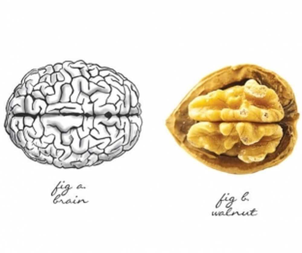Грецкие орехи похожи на мозги. Орех грецкий. Грецкий орех и мозг. Орех похожий на мозг. Человеческий мозг и грецкий орех.