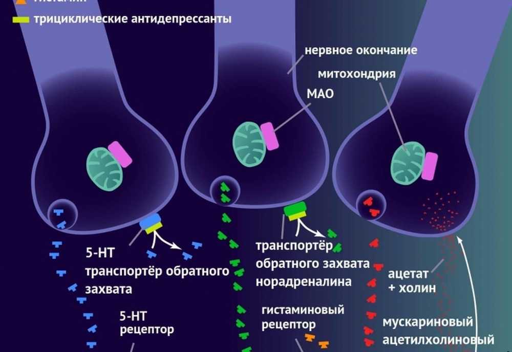 Обратный захват медиатора