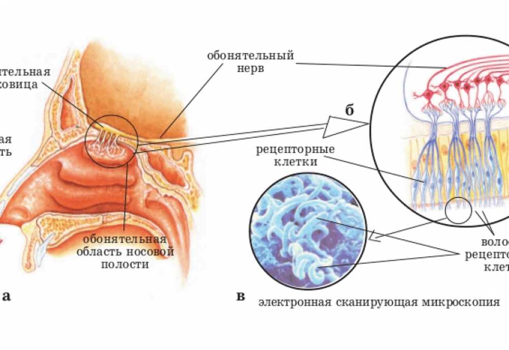 Орган обоняния отделы. Строение носа обонятельные рецепторы. Обонятельные рецепторы в слизистой оболочке носа. Рецептор анализатора строение. Расположение рецепторов обонятельного анализатора.