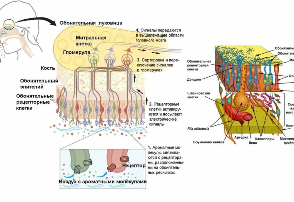 Очищение рецепторов