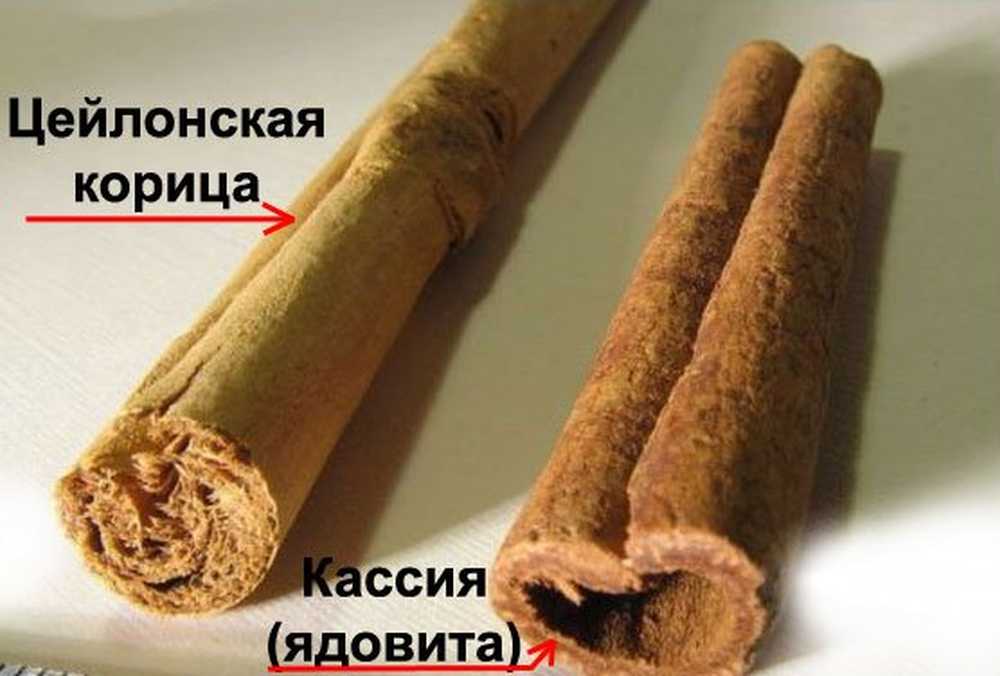 Кассия как отличить