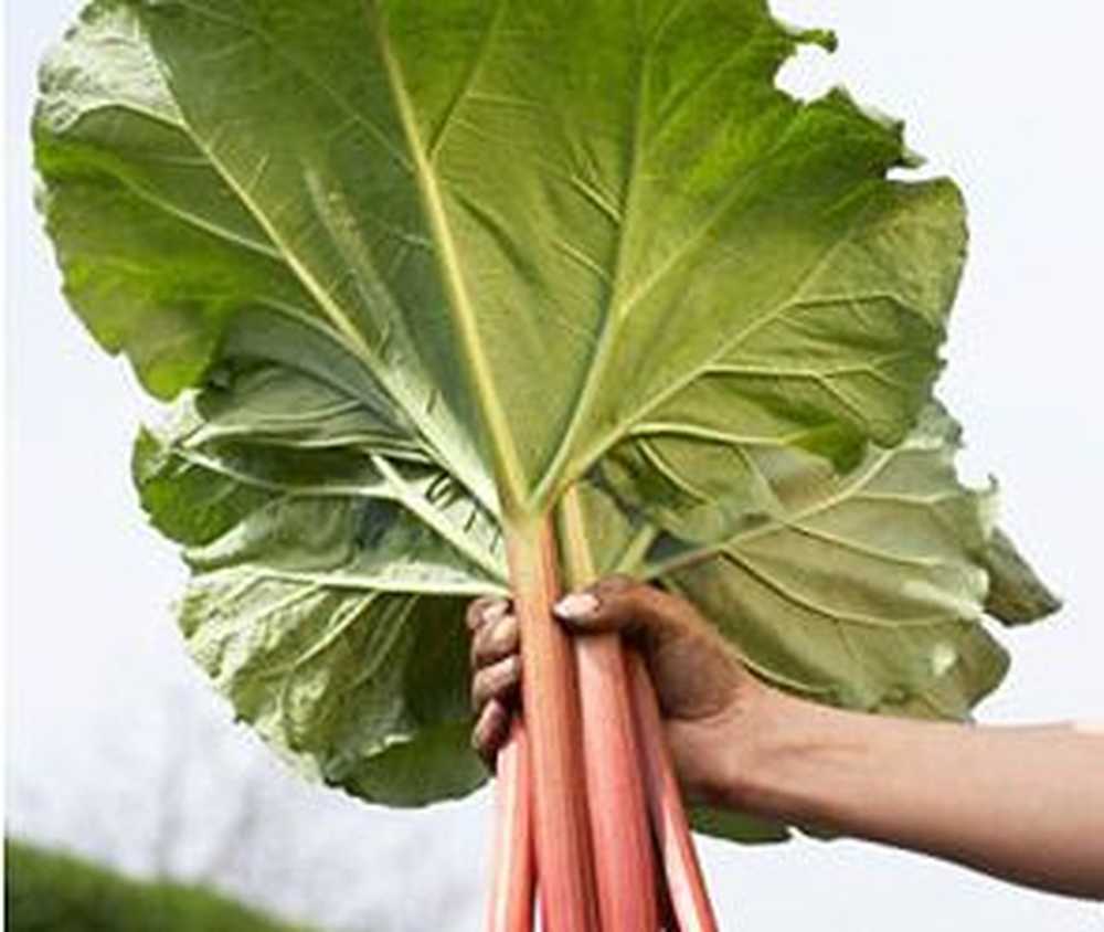 ревень. кислица ревень. кислый корень. кислый корень. кислый корень.