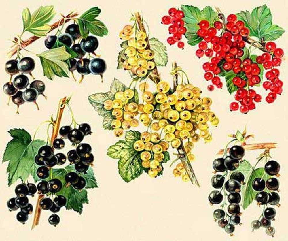 Куст смородины рисунок для детей