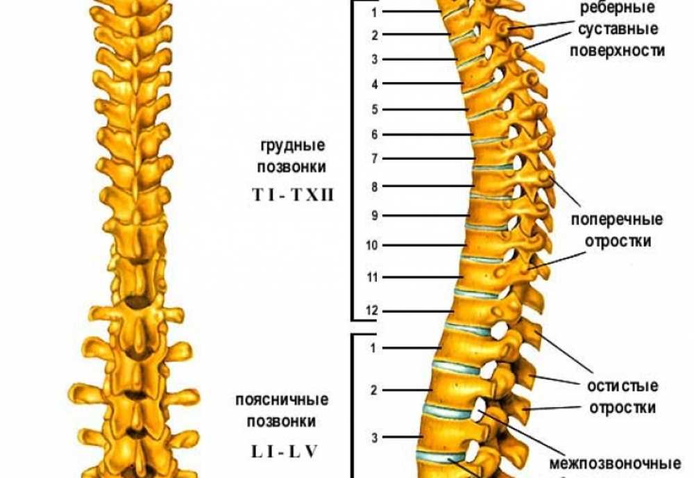 Грудной отдел позвоночника это. Остистые отростки позвоночника. Расположение позвонков th9. Остистых отростков l1 l2. Th10 позвонка.