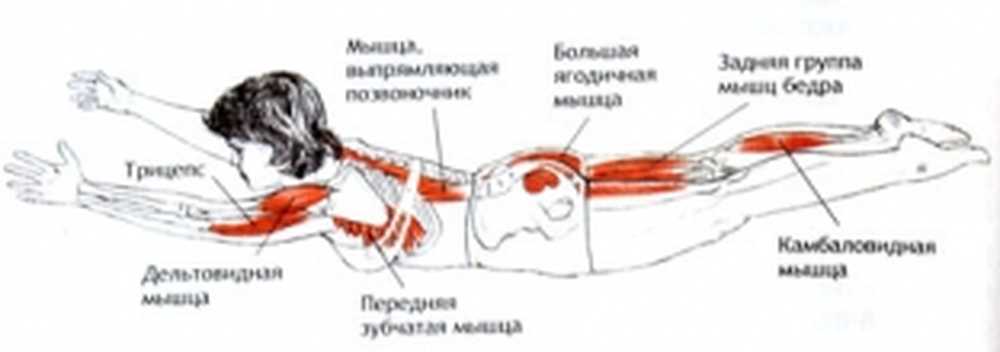 Упражнения на спину польза. Шалабхасана анатомия йоги. Упражнение лодочка мышцы. Мышца разгибающая позвоночник упражнения. Мышцы разгибатели позвоночника упражнения.