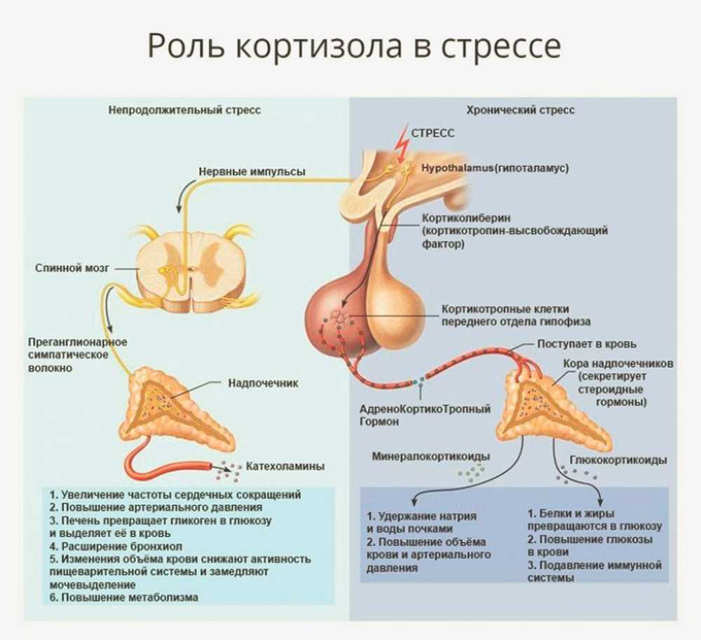 где находится надпочечники у женщин фото