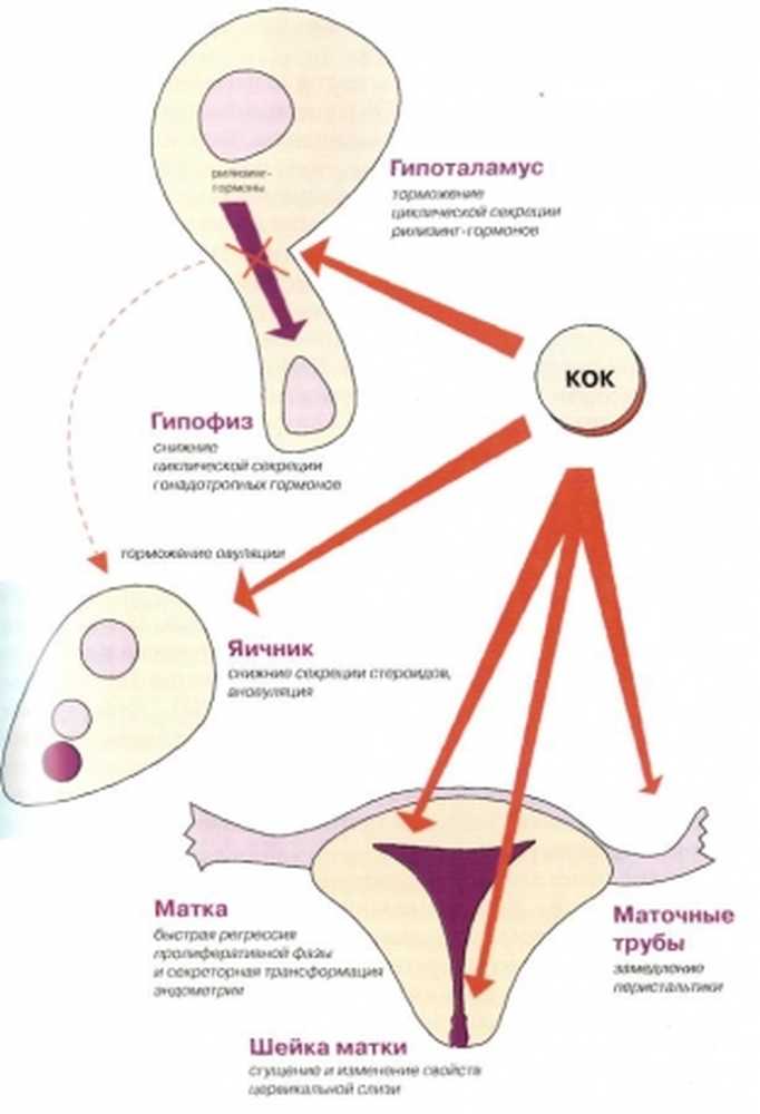 После принятия противозачаточных. Механизм действия контрацептивных гормональных препаратов. Комбинированные гормональные контрацептивы механизм действия. Основной механизм действия гормональных средств контрацепции. Кок контрацептивы механизм действия.