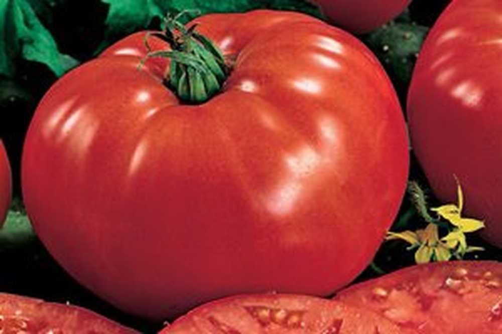 Томаты сорта бифштекс. Помидоры beefsteak. Томаты сорта бифштекс. Семена томат бифштекс (марс). Томаты сорта бифштекс.