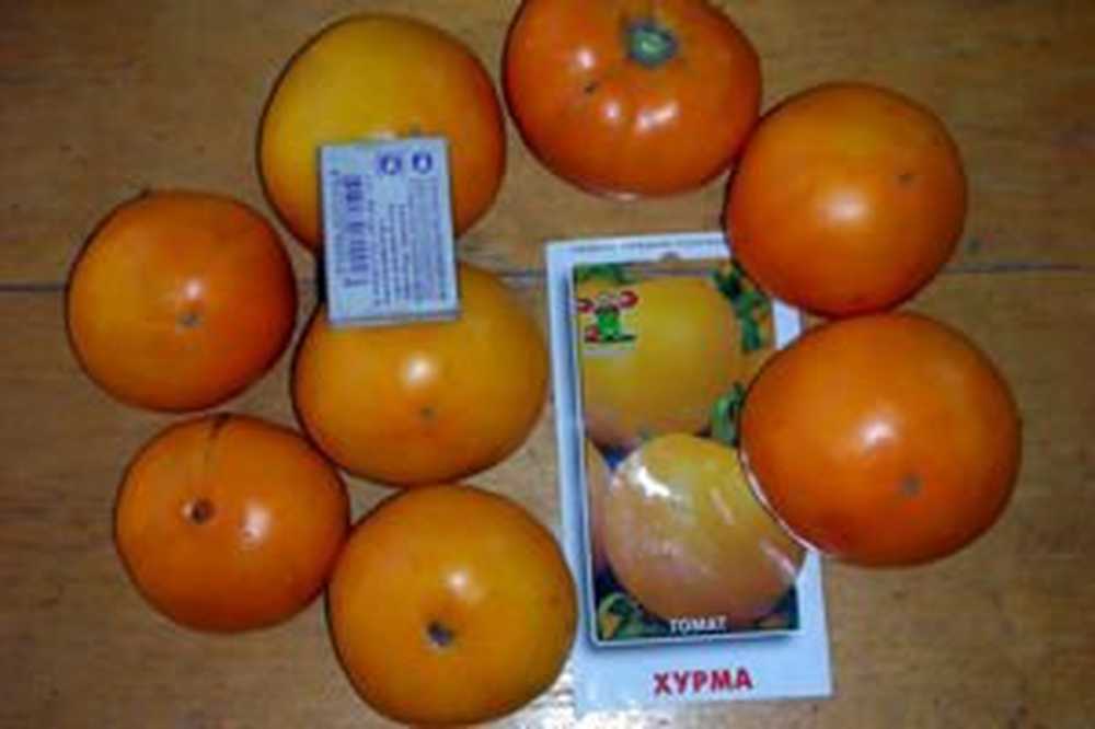Томаты Хурма Описание Фото Отзывы